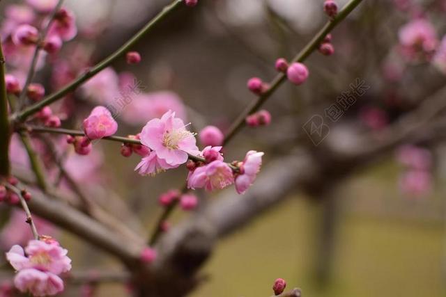 摄影唯美梅花背景图片