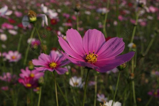 格桑花 粉色 花朵 景色 花 花丛 美景