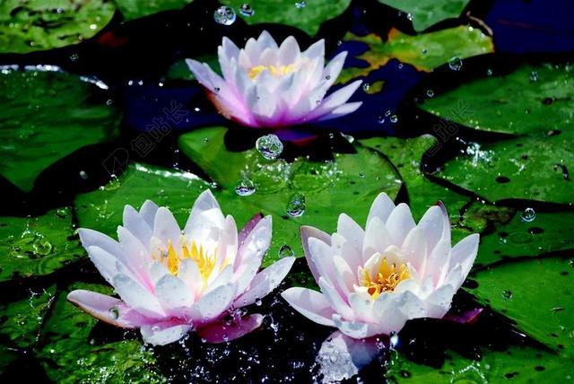 睡莲 一滴水 水生植物 池塘 独独黄 粉红色的花瓣 性质 水
