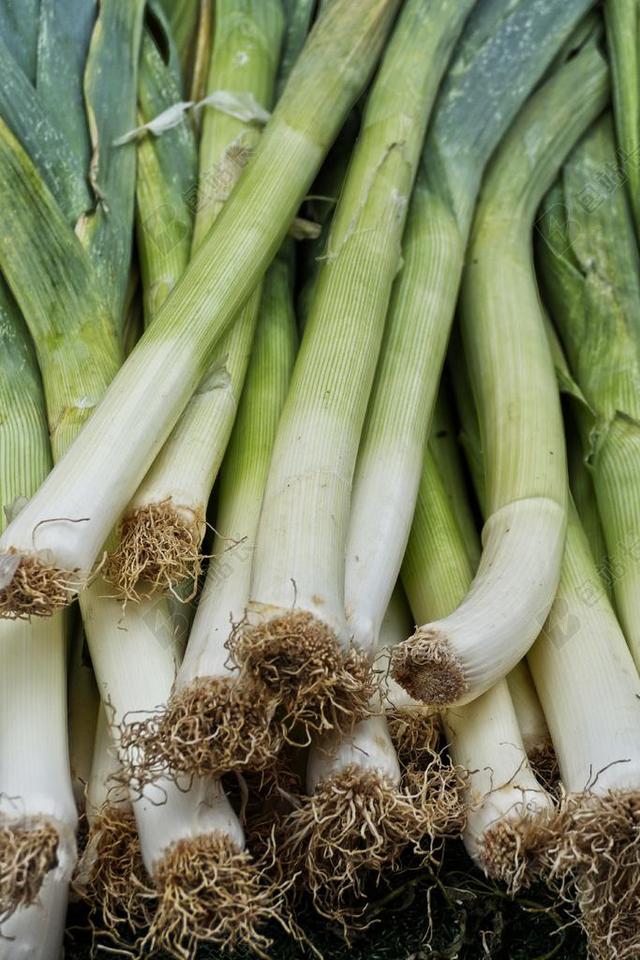 韭菜 蔬菜 葱属 PORRUM 宽带韭菜 冬季韭菜
