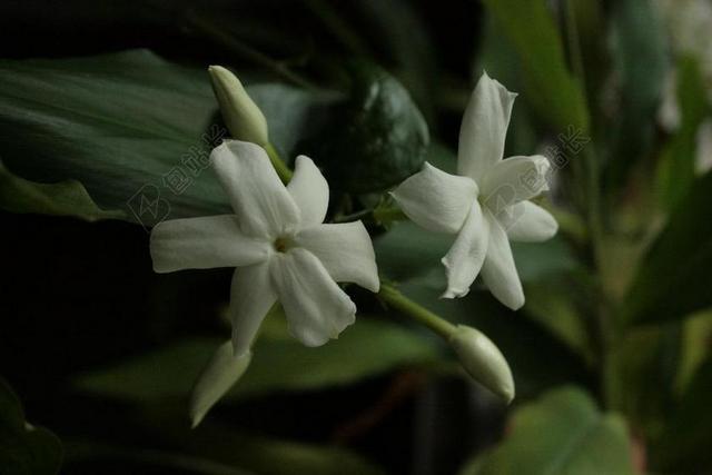 茉莉 茉莉开花 茉莉茉莉 阿拉伯茉莉花 白色的花 香味