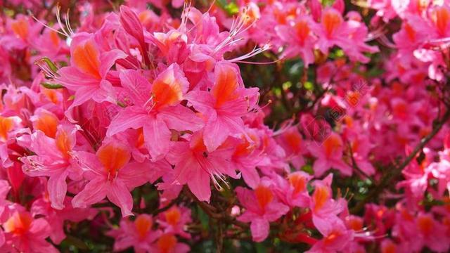 杜鹃花 花 春 性质 宏 粉色 花卉 特写 杜鹃