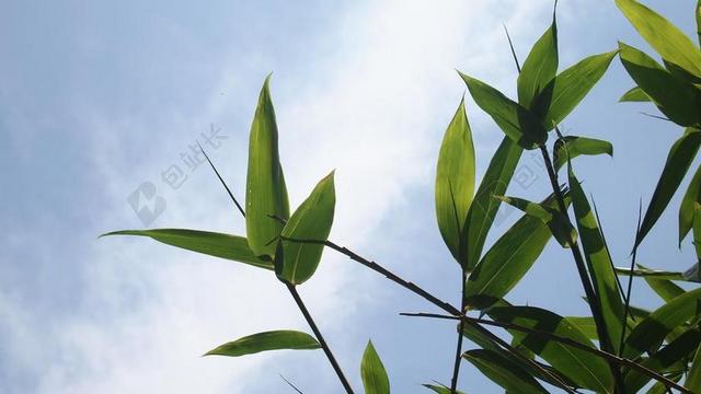 竹林清新生长的竹子背景图片