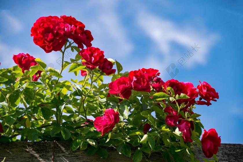 上升高度 达姆施塔特 黑森 德国 玫瑰 玫瑰园 公园 开花