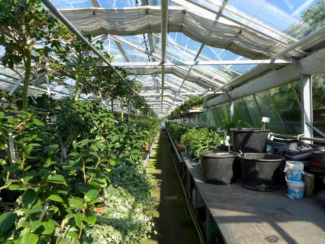 温室 植物 罐 苗圃 植物园