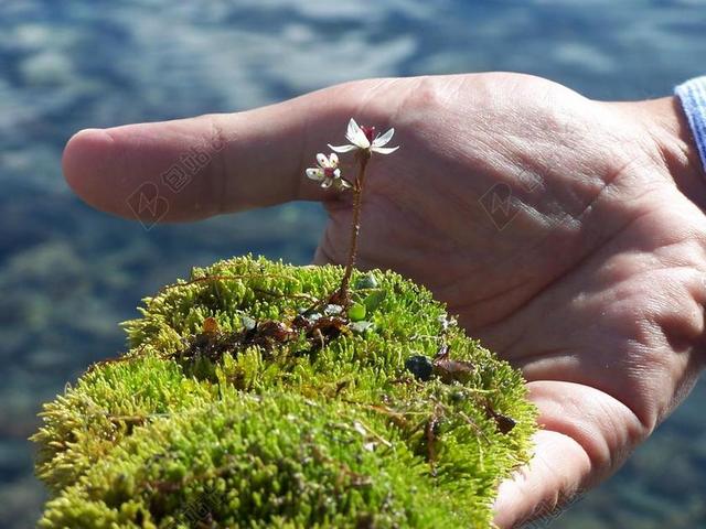 苔 花 美味 植物