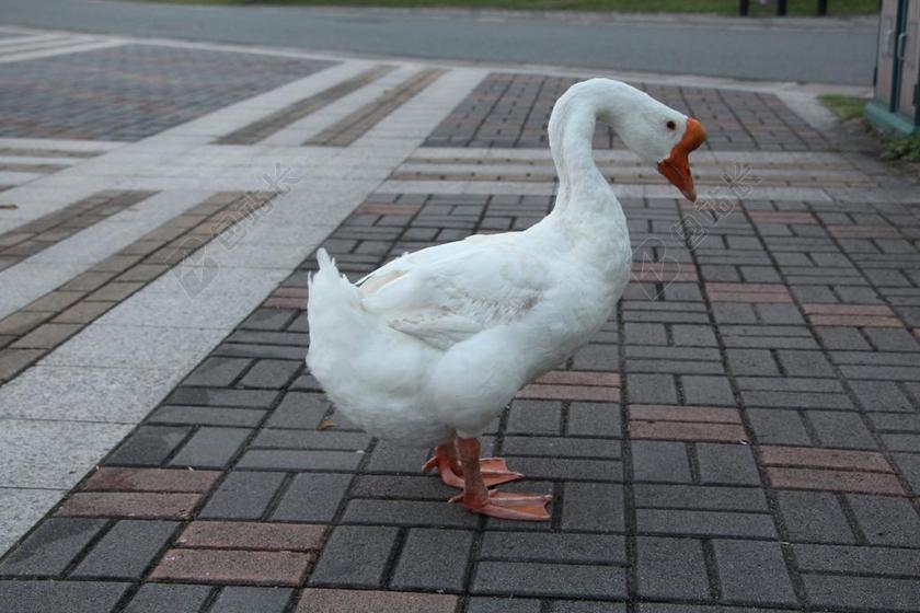 大红鹰学院神兽 大白鹅 鹅
