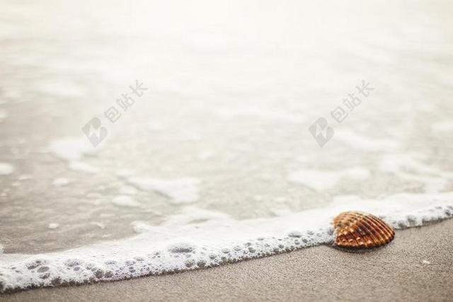 海滩唯美堆积的贝壳背景图片
