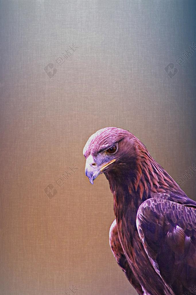 动物清新金鹰羽毛背景图片