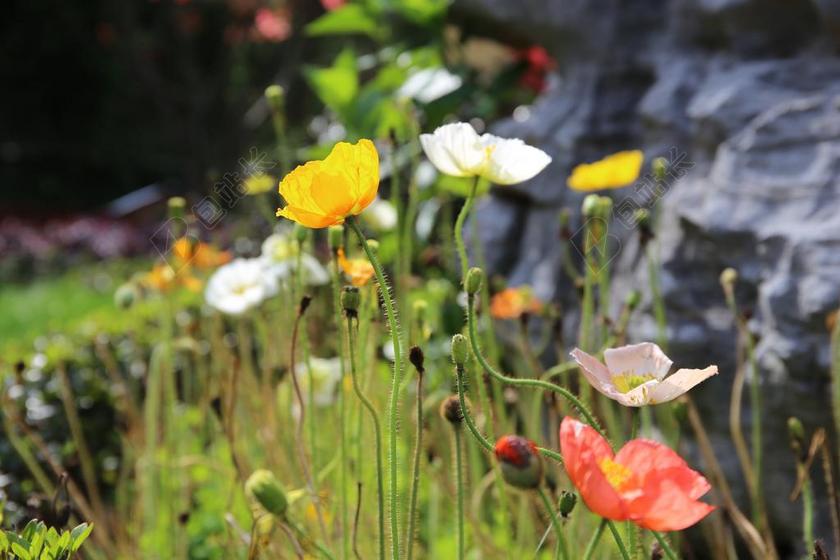 虞美人 FLOWER 公园