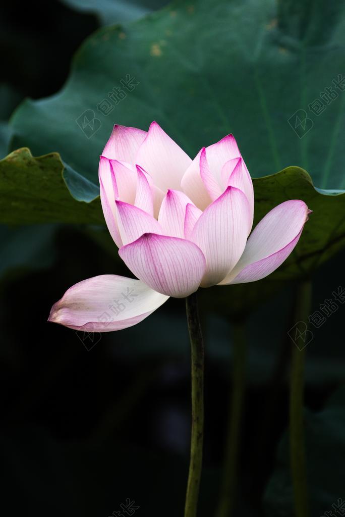 荷花 夏天 广州