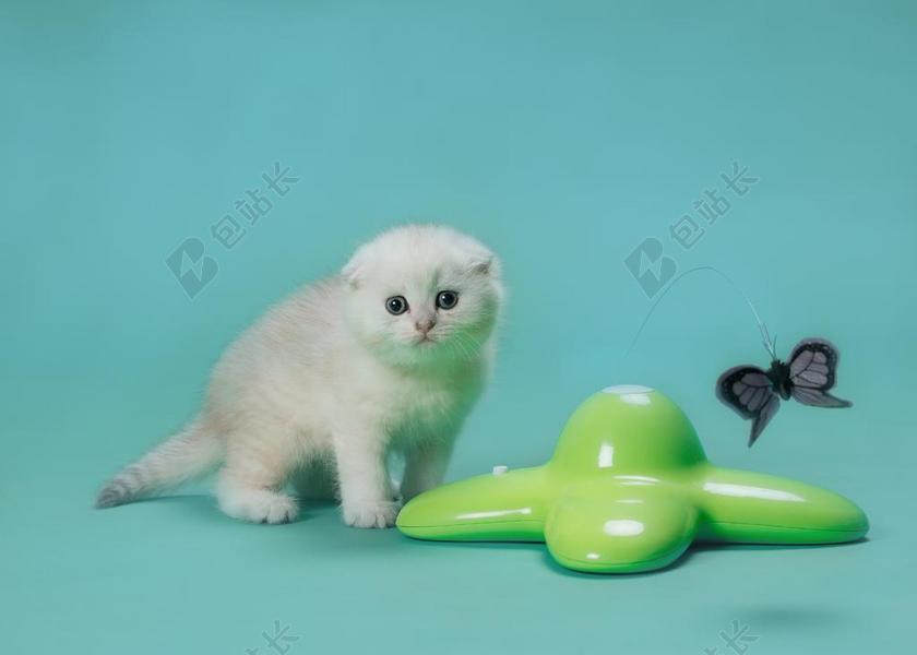 猫 动物 宠物 蓬松 猫咪 小猫 小狗 可爱