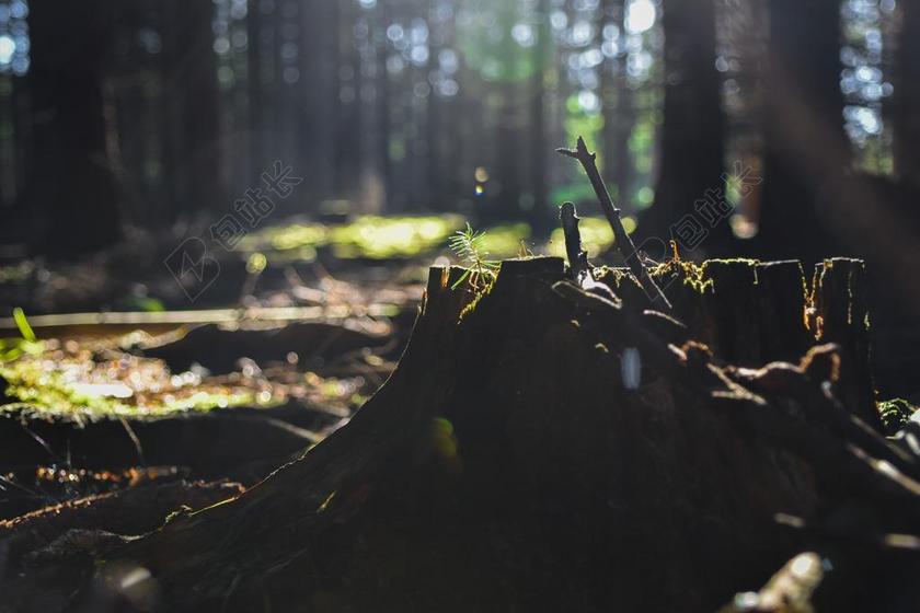 森林 树墩 木 树 性质 植被 森林砍伐 自然 林业 工厂