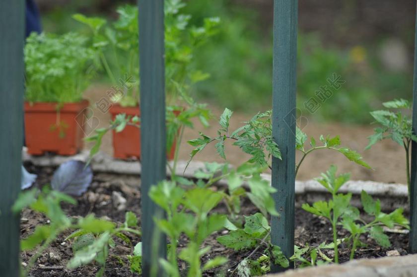 园艺 花园 春 植物 户外 土壤 成长 院子里