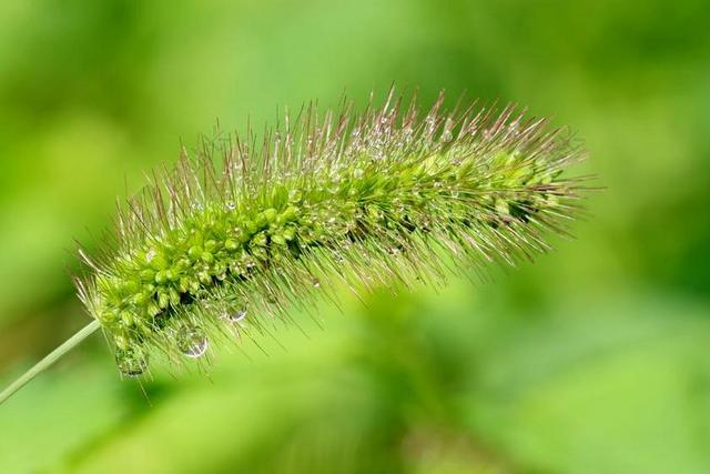 池 谷子 大自然 抽象 植物 森林 植物园 绿色 草甸