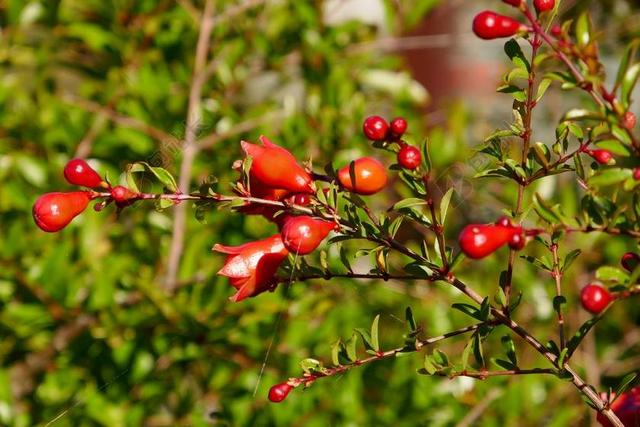 石榴 芽 橙色 开花 夏天 花 枝杈 植物 自然 植物学