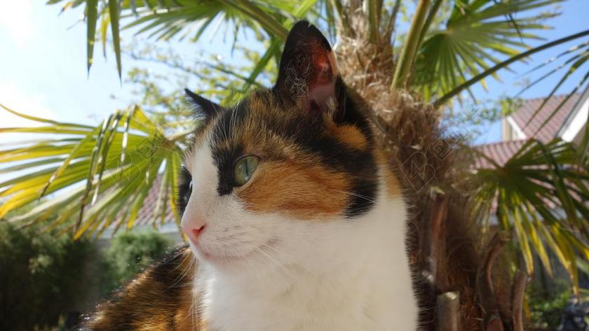 猫咪 猫 宠物 猫脸 可爱 甜甜 很好 哺乳动物