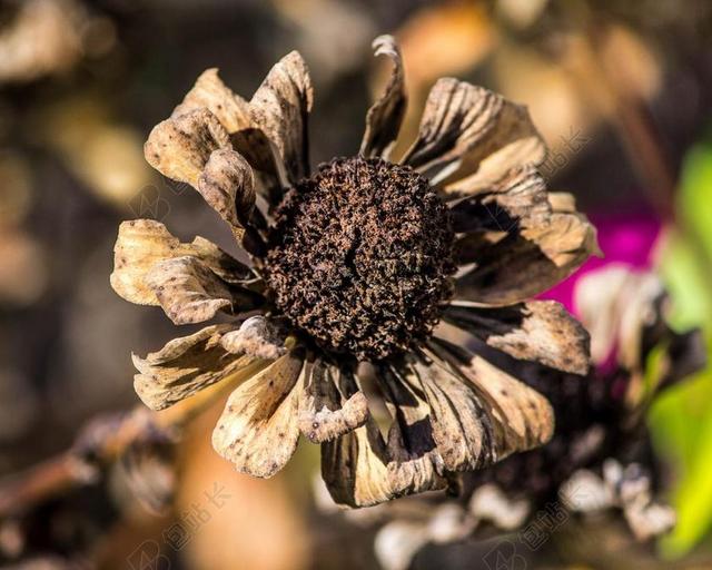 干花 霜害 百日草 秋天花 开花 花卉种子 死的花 死花
