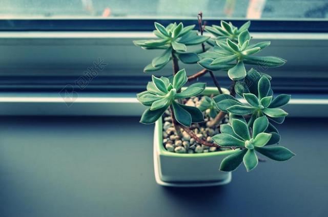 植物 花园 花 绿色 办公室 装修 花盆 花瓶 窗口 玻璃