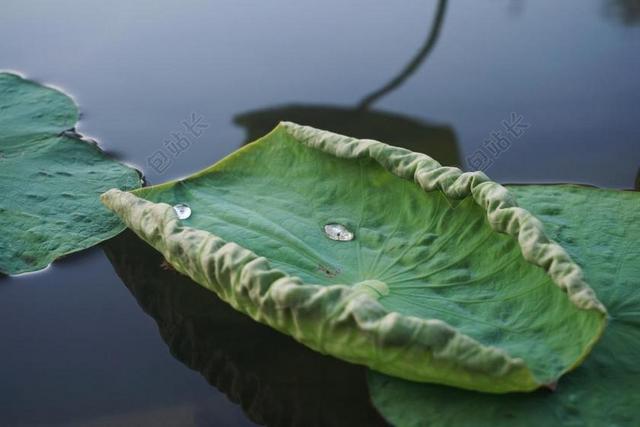 荷叶 水珠 湖面