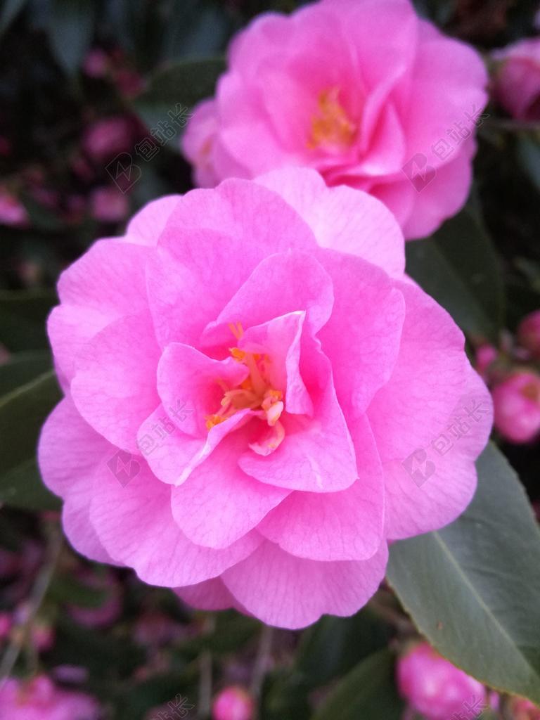 山茶花 鲜花 粉红色