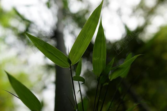 竹 射击 三峡大坝 增长 山 自然 土地 景观 宁静 中国