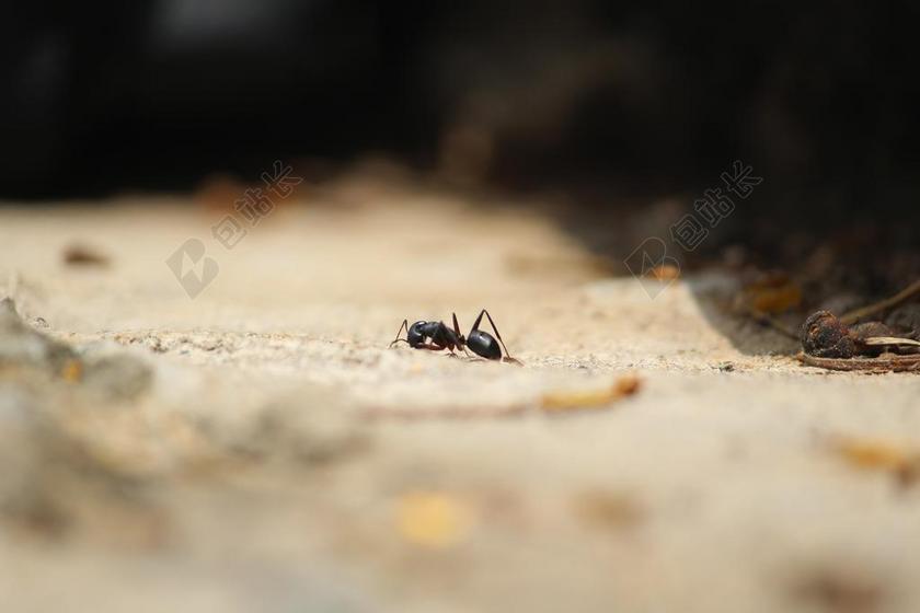 蚁 蚂蚁 共同的蚂蚁 大 土地 弱 破碎 USCT