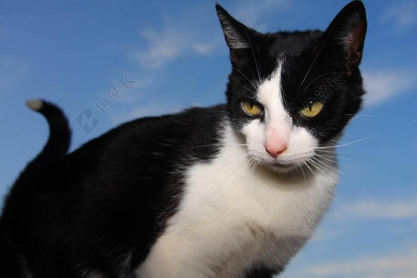 猫咪 猫 动物 宠物 黑猫 小猫 猫脸 可爱 年轻的猫