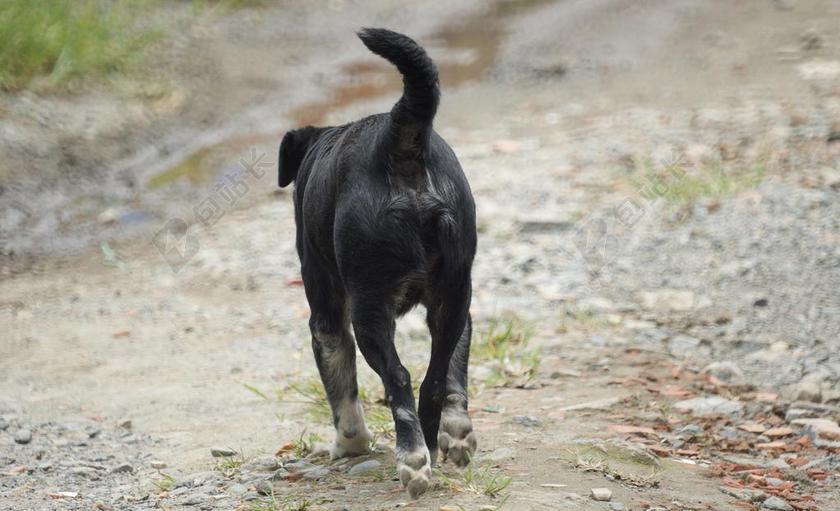 动物 狗 可以 流浪狗 哥伦比亚