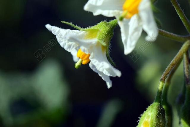 马铃薯 马铃薯开花 作物