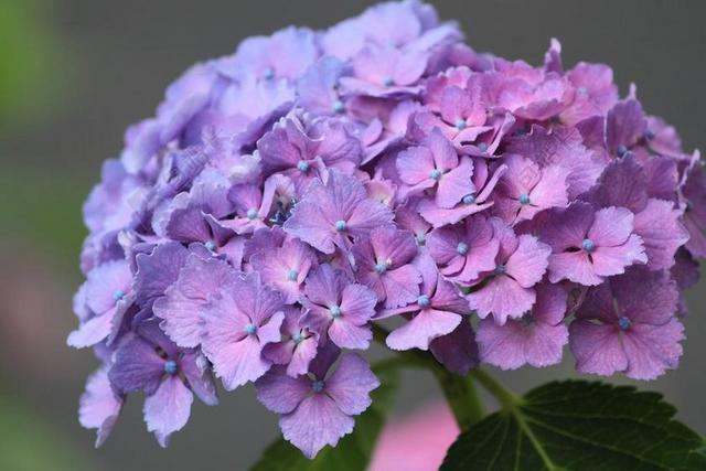 自然绣球花背景图片