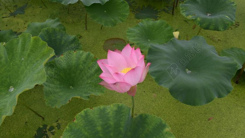 莲花 水塘 乡村 安静 纯洁