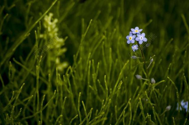 自然百合花盛开背景图片