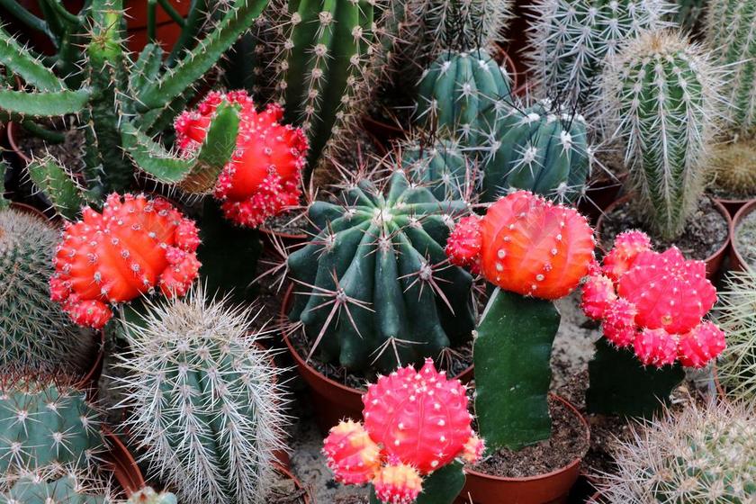 仙人掌 带动 厂 刺 关闭 荆棘 仙人掌花