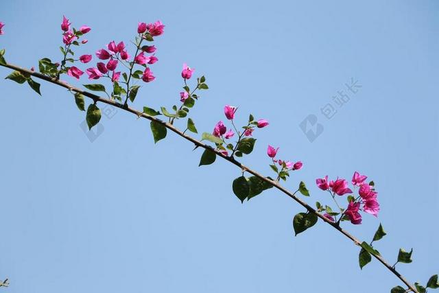 三角梅 蓝天 冬季