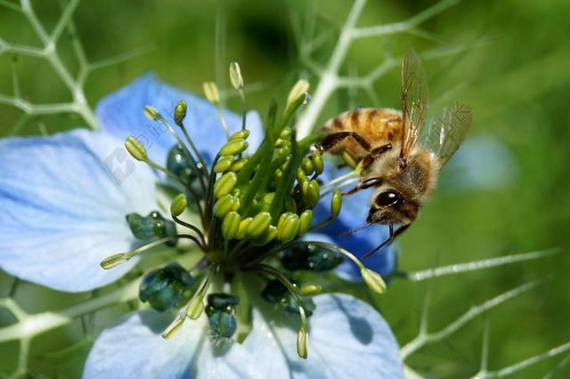 蜜蜂 夏季 昆虫 性质 花 开花 大理石 关闭 收集蜂蜜