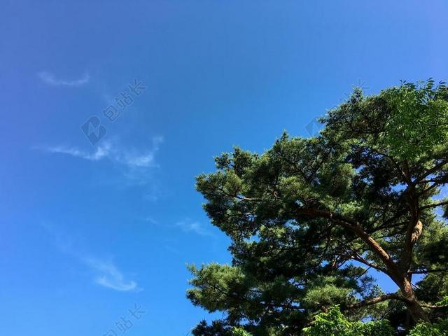 松 性质 天空 韩国 美丽的 公园 景观 森林 旅游 南