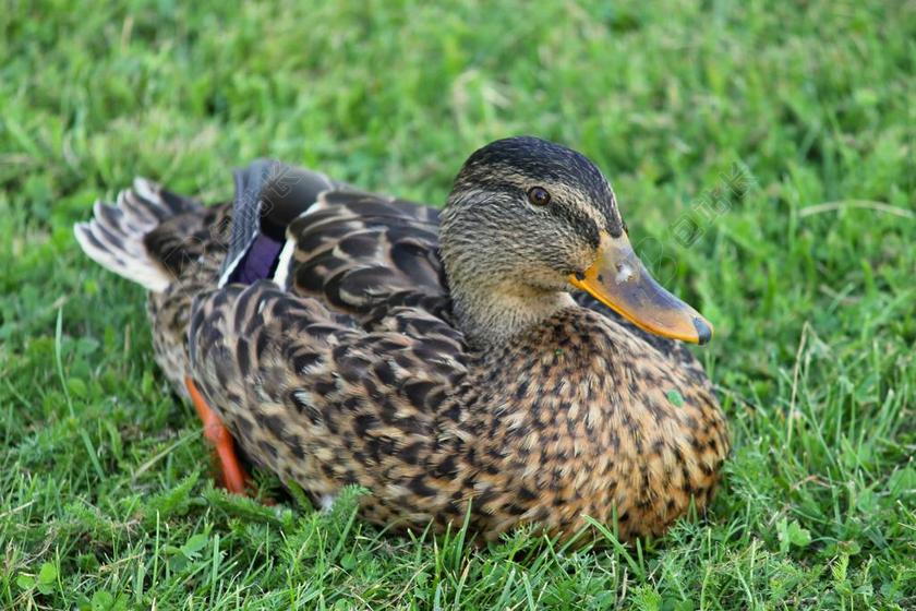 鸭 绿头鸭 女性 水禽 鸭鸟 鸟 性质 生物 条例草案