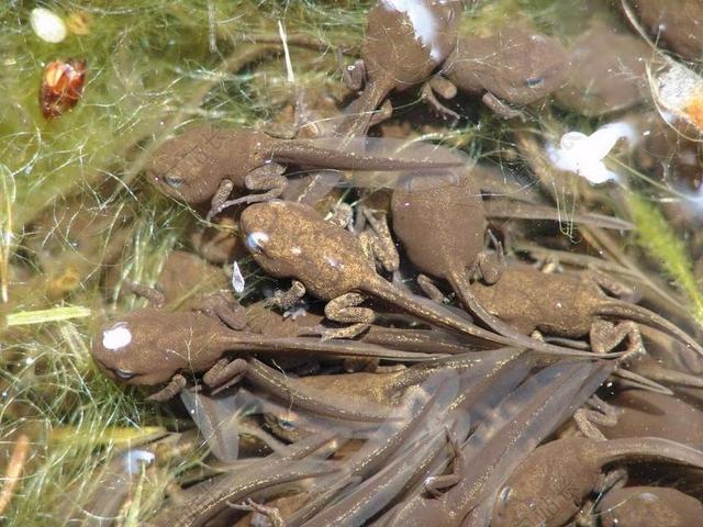 蝌蚪 动物 青蛙 水 性质 动物世界 生物 池塘 水生物