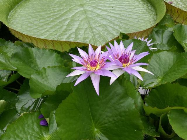水生植物 开花 美丽 睡莲 池塘 性质 紫 白 粉红色