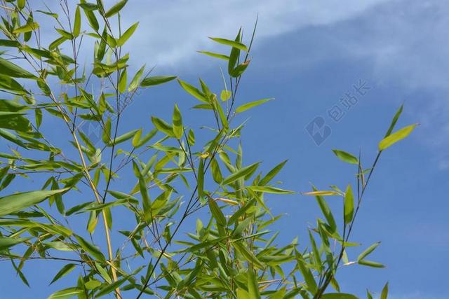 竹林唯美绿色树叶背景图片