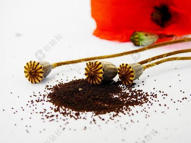 罂粟 罂粟胶囊 花 开花 胶囊 罂粟花 红色