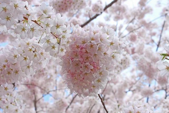 樱桃花 春 高园