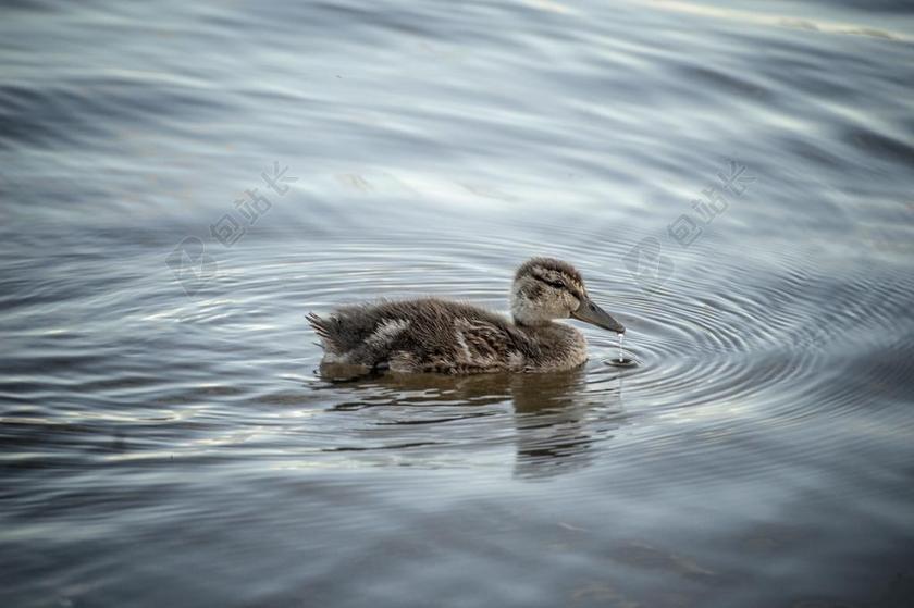鸭 凫 水 湖 气候变化 气候 变化 小鸭 游泳 鸟