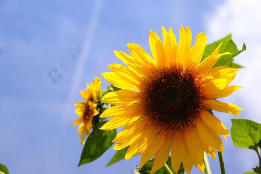 向日葵 花卉 阳光的天空 蓝色 天空 溶胶 蓝色的天空 花园