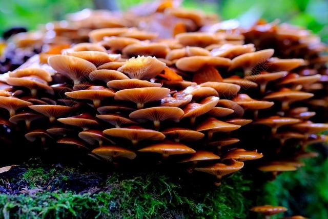 蘑菇 层状蘑菇 蘑菇菌落 森林 性质 秋季 苔 布朗 集合