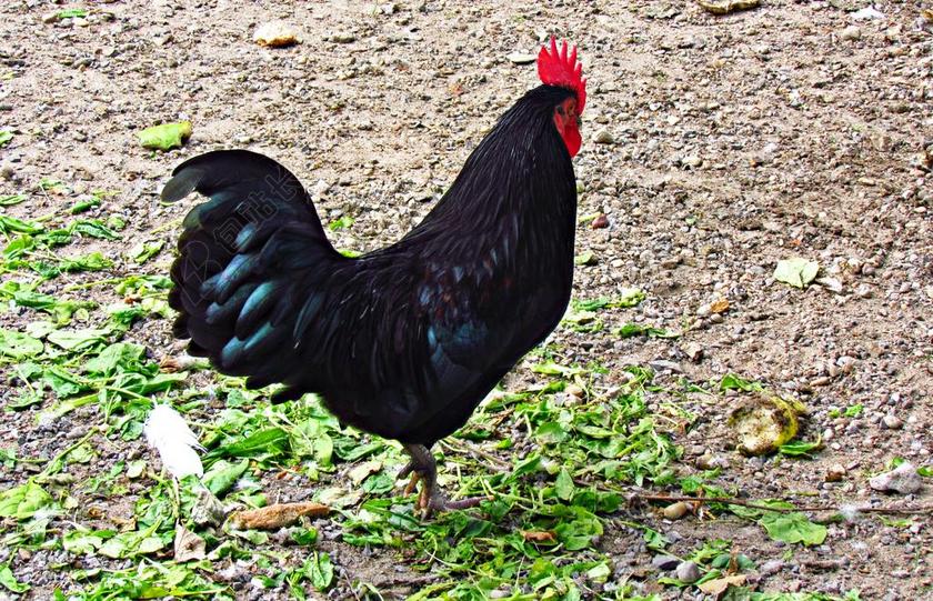 农场清新公鸡背景图片