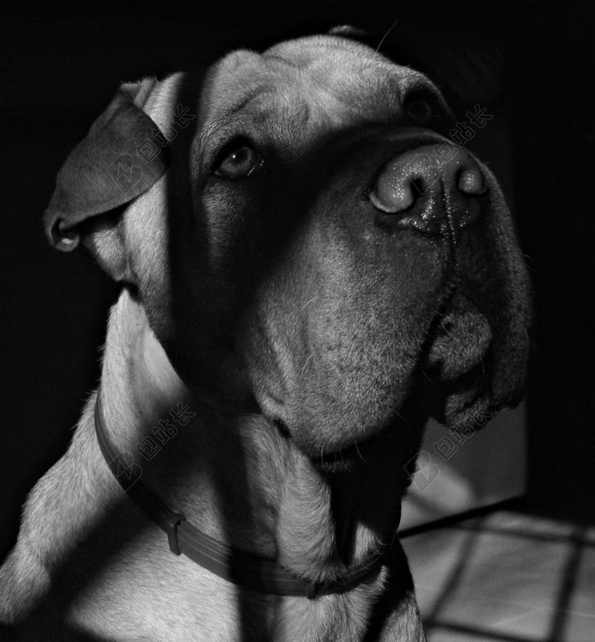 狗 宠物 配置文件的狗 动物 小狗 休息 白 黑 很好