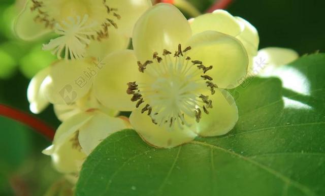 花 猕猴桃 开花 春天 分支机构 植物区系 性质 花园 绿色
