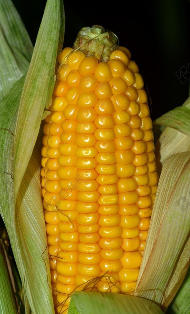 玉米 玉米棒 食品 蔬菜 谷物 秋季 吃 性质 玉米籽粒